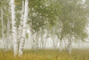 Birch Trees In The Fog; Thunder Bay, Ontario, Canada PosterPrint - Item # VARDPI1877048