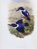 White-backed Kingfisher John Gould Poster Print - Item # VARSAL900140769