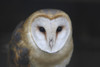 European Barn Owl (Tyto Alba) PosterPrint - Item # VARDPI2026268