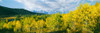 Aspen trees in a forest with Teton Range in the background, Oxbow Bend, Grand Teton National Park, Wyoming, USA Poster Print - Item # VARPPI168326