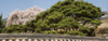 Trees in bloom at Changdeokgung Palace, Seoul, South Korea Poster Print - Item # VARPPI170522