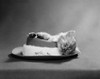 1960s Cat Curled Up And Asleep On An Angler'S Hat With A Sheepskin Band And Fishing Flies Print By Vintage Collection - Item # PPI177702LARGE