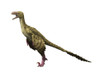 Dromaeosaurus dinosaur, white background Poster Print - Item # VARPSTNBT600096P