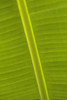 Detail Of Banana Leaf, Blue Mountains, Jamaica. PosterPrint - Item # VARDPI2284346