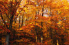 A Vibrant Forest In The Fall PosterPrint - Item # VARDPI1781616
