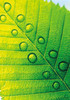 Extreme Close Up of Leaf Vein with Droplets Poster Print by Panoramic Images (17 x 24) - Item # PPI126837