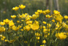 A Field Of Yellow Buttercups; Northumberland, England PosterPrint - Item # VARDPI1878154