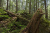 Avatar Grove; Tofino, British Columbia, Canada PosterPrint - Item # VARDPI5339066