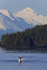 Humpback Whale Slaps Its Flukes On The Surface Near Benjamin Island In Lynn Canal With The Snow Covered Peaks Of The Chilkat Mountains In The Background, Southeast Alaska, Winter, Composite PosterPrint - Item # VARDPI2103687