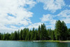 Trees along bank of Lake Almanor  California  USA Poster Print by Panoramic Images (36 x 24) - Item # PPI142496