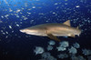 Sand Tiger Shark swimming in blue water off coast of North Carolina Poster Print - Item # VARPSTKWD400051U