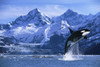 Orca Whale Breaching Glacier Bay Composite Se PosterPrint - Item # VARDPI2103699