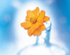 Close up of ruffled marigold bloom in blue bottle with blurred blue and white background Poster Print by Panoramic Images (36 x 29) - Item # PPI118060