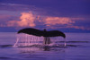 Humpback Fluke @ Sunset Lynn Canal Se Ak Composite Summer PosterPrint