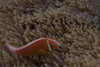 Pink anemonefish in its host anenome, Fiji Poster Print - Item # VARPSTTMO400532U