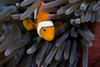 Clown Anemonefish (Amphiprion Percula) Hiding In Anemone; Indonesia PosterPrint - Item # VARDPI1976187