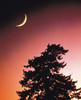 Crescent Moon over Trees in Front Of Dark Red Sky Poster Print by Panoramic Images (30 x 36) - Item # PPI126927