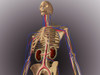 Human skeleton showing kidneys and nervous system Poster Print - Item # VARPSTSTK701120H