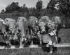 Girl feeding cows Poster Print - Item # VARSAL2554049