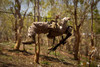 October 11, 2012 - A U.S. Marine participates in a gorge crossing demonstration during exercise Crocodilo 2012 in Metinaro, East Timor. Poster Print - Item # VARPSTSTK106836M