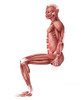 Medical illustration of male muscles in a sitting position, side view Poster Print - Item # VARPSTSTK700349H