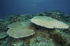 Large plate coral or Acropora pulchra, Fiji Poster Print - Item # VARPSTTMO400252U