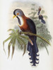 Curled-crested Cuckoo John Gould Poster Print - Item # VARSAL900139713