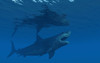 A giant Megalodon shark during the Cenozoic Era of time Poster Print - Item # VARPSTMAS600021P