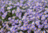 http://c328301.r1.cf1.rackcdn.com/DPI2021045LARGE.jpg