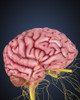Human brain with nerves Poster Print - Item # VARPSTSTK701074H