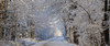 Tree Lined Road In Winter; East Hill, Quebec, Canada PosterPrint - Item # VARDPI2025409