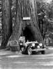 1930s Woman Driving Convertible Car Through Opening In Giant Sequoia Tree Trunk Coolidge Tree Mendocino California Print - Item # PPI179617LARGE