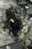 February 7, 2007 - U.S. Navy Diver swims back to the dive training boat after completing a training mission on the Thames River at Submarine Base New London in Groton, Connecticut Poster Print - Item # VARPSTSTK102254M