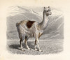 The Llama, Drawn By H. Gobin, Engraved By Ramus. PosterPrint - Item # VARDPI1859537