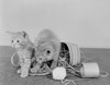 Two kittens in overturned sewing basket Poster Print - Item # VARSAL255423051