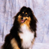Shetland Sheepdog; Portrait Of A Dog PosterPrint - Item # VARDPI1812011