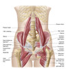 Anatomy of iliopsoa, often referred to as the dorsal hip muscles. These muscles are distinct in the abdomen. Poster Print - Item # VARPSTSTK700589H