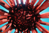 USA, (Heterocentrotus Mammillatus); Hawaii, Slate Pencil Urchin PosterPrint - Item # VARDPI1977013