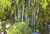 Oregon Cascades, Oregon, Usa PosterPrint - Item # VARDPI1868325