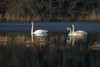 Three Trumpeter Swans On Wetlands In Southcentral Alaska PosterPrint - Item # VARDPI2157777
