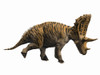 Judiceratops tigris, Late Cretaceous of Montana, USA Poster Print - Item # VARPSTNBT600050P