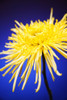 Bright Yellow Flower PosterPrint - Item # VARDPI1292630