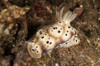Chromodoris kunei nudibranch carrying an orange emperor shrimp on its back, Lembeh Strait, North Sulawesi, Indonesia Poster Print - Item # VARPSTMME400371U