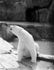 Polar bear Poster Print - Item # VARSAL255422486
