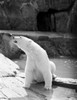 Polar bear Poster Print