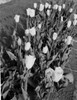 Holland tulips Poster Print - Item # VARSAL255423991