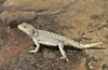Close-up of a lizard (Oplurus cyclurus)  Madagascar Poster Print by Panoramic Images (16 x 11) - Item # PPI139644