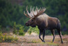 Moose Bull Walking On Autumn Tundra During Rut, Powerline Pass, Chugach State Park, Chugach Mountains, Alaska PosterPrint - Item # VARDPI2093218