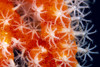 Micronesia, Sponge Covered Gorgonian Coral Showing Polyp Detail, Orange And White PosterPrint - Item # VARDPI2003319