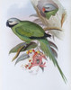 Grey-headed Parakeet John Gould Poster Print - Item # VARSAL900139707